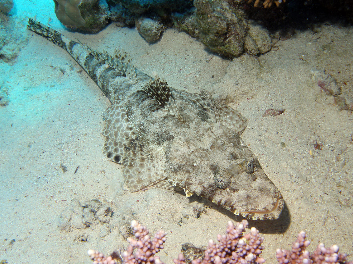 PLATYCEPHALIDAE (PESCI COCCODRILLO)